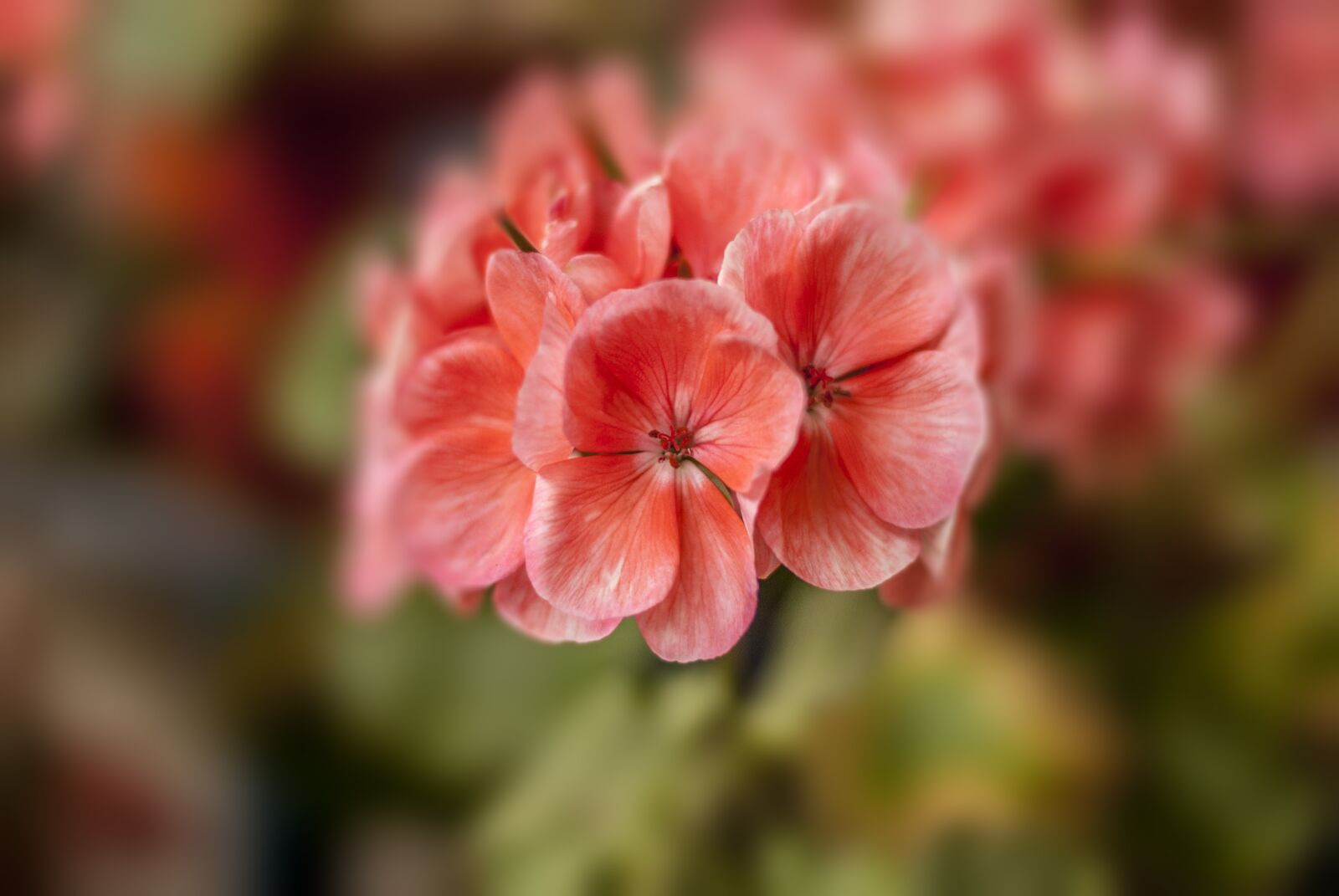 Nikon D60 sample photo. Jeranio, flower, plant photography