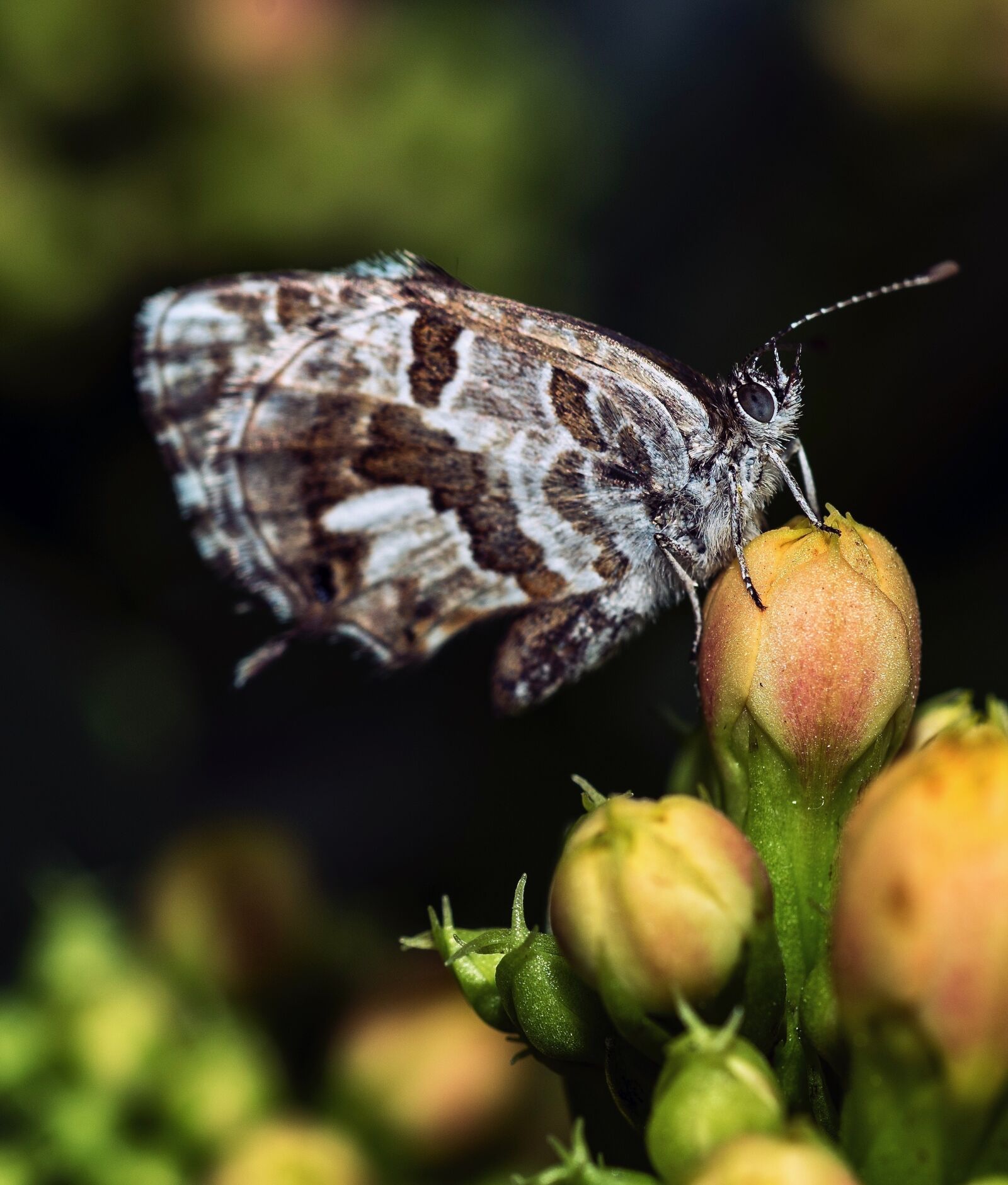 Nikon D810 sample photo. Rhopalocera, nature, insect photography