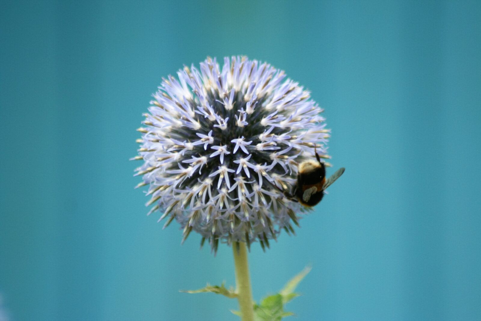 Canon EOS 350D (EOS Digital Rebel XT / EOS Kiss Digital N) sample photo. Flower, bee, insect photography