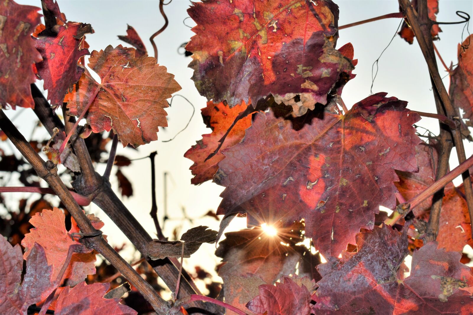 Nikon D5500 sample photo. Grapevine, leaves, plant photography
