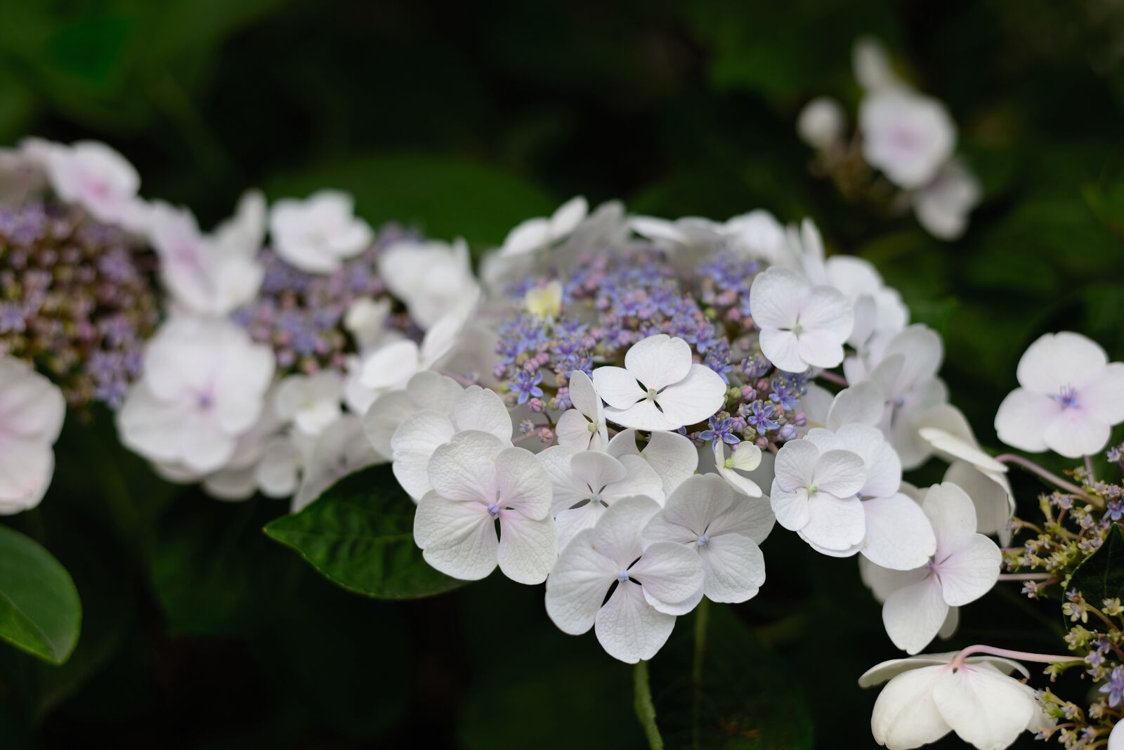 Nikon D610 sample photo. Hydrangea, flower, petals photography