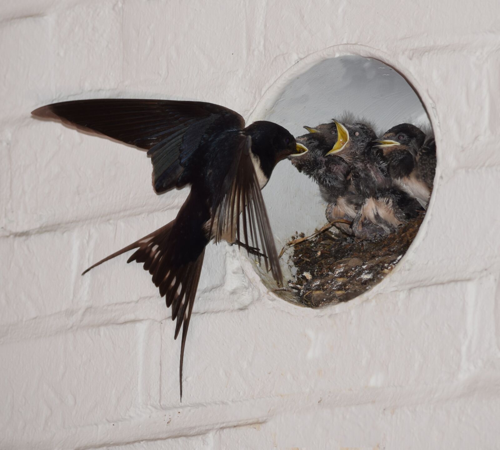 Nikon D5300 sample photo. Barn swallows, nest, feed photography