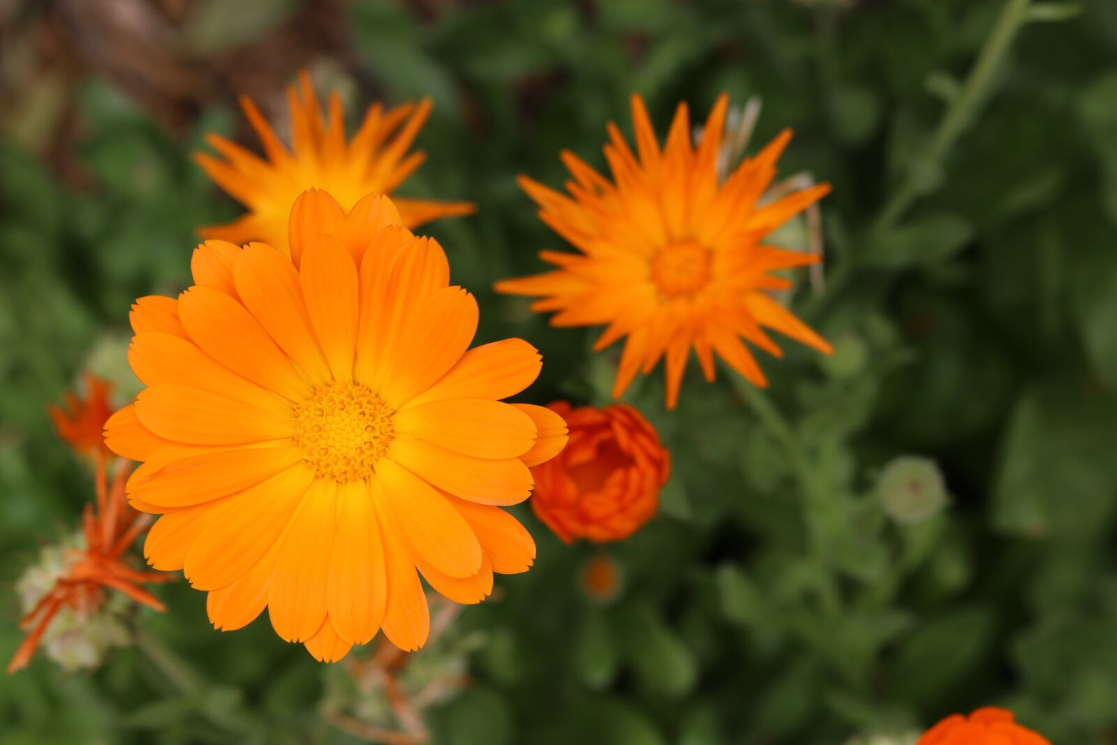 Canon EOS 70D + Canon EF-S 18-55mm F3.5-5.6 IS STM sample photo. Flower, orange, nature photography