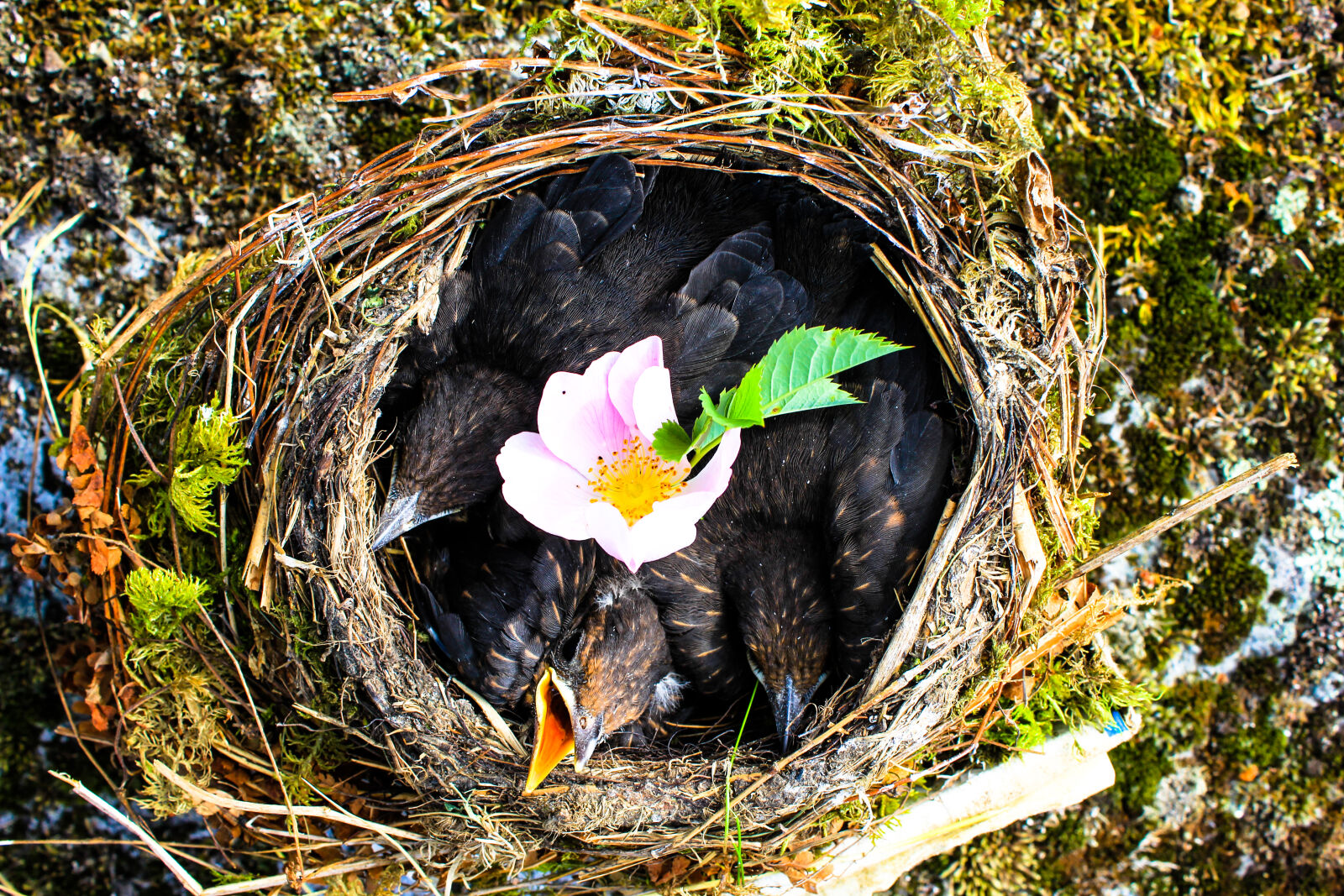 Canon EOS 60D sample photo. Animal, beak, bird, color photography