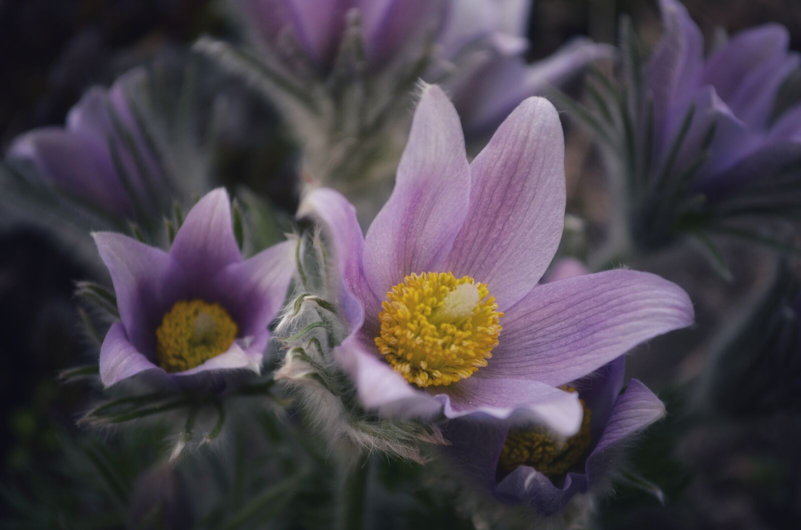 Nikon D5100 sample photo. Flowers, macro, lilac photography
