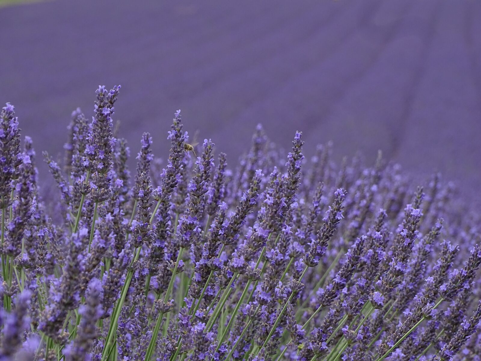 Sony Cyber-shot DSC-HX400V sample photo. Lavender, purple, provence photography