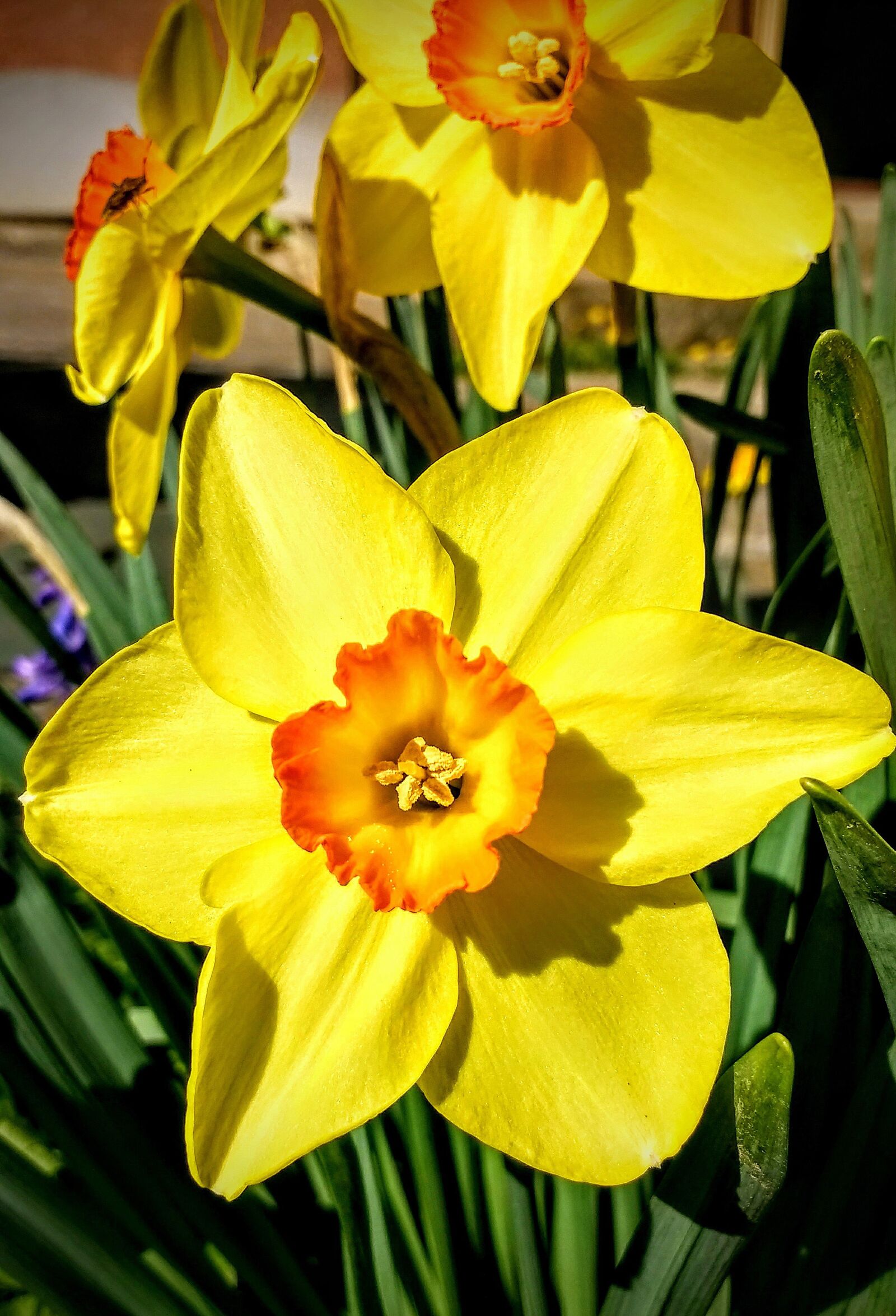 Motorola Moto G (4) sample photo. Nature, flower, garden photography