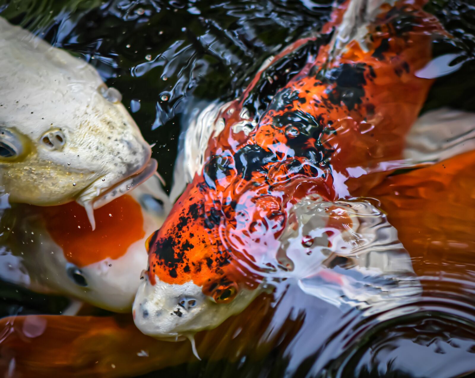Nikon D7200 sample photo. Koi, pond, fish photography