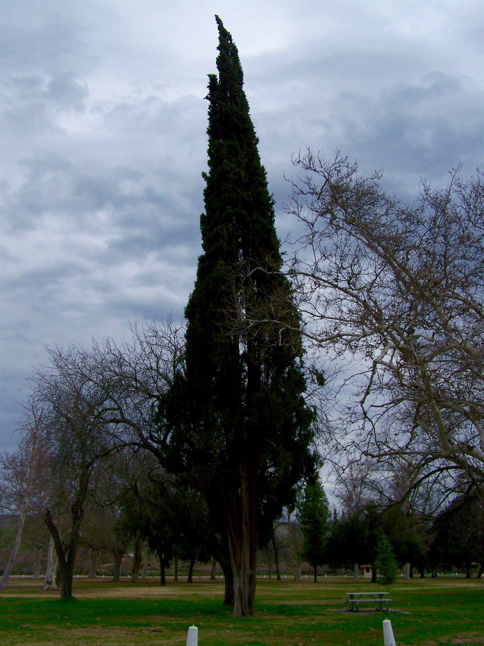Kodak EASYSHARE Z710 ZOOM DIGITAL CAMERA sample photo. Tree, park, clouds photography