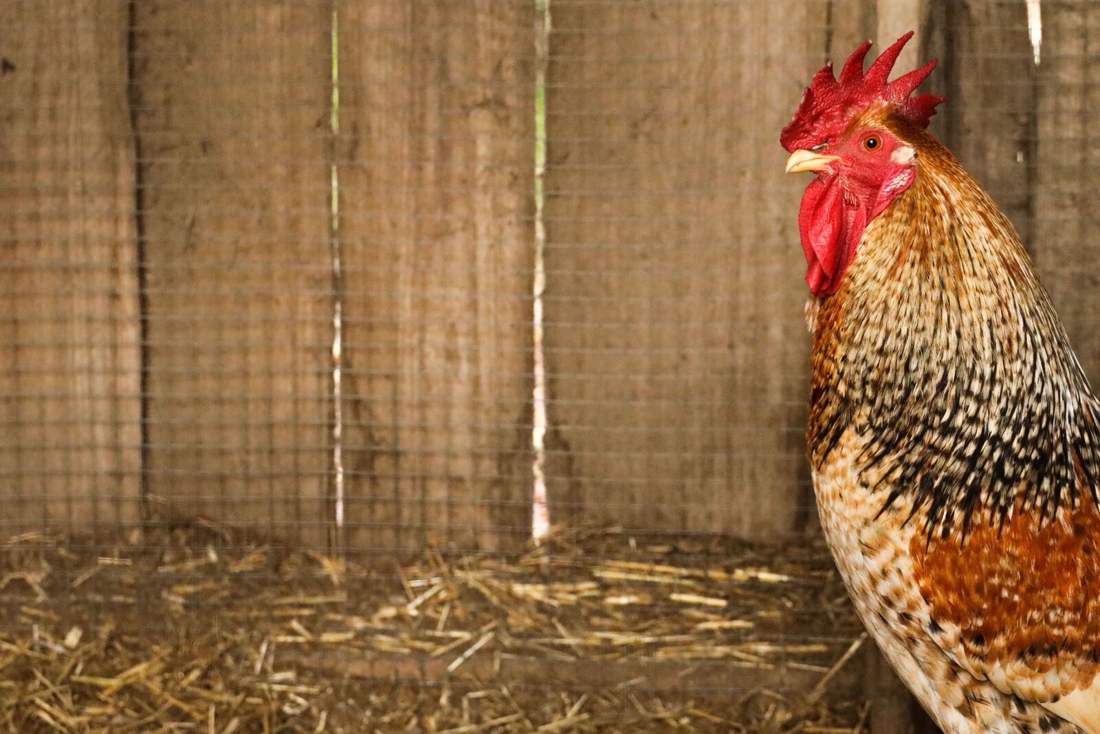 Canon EOS R sample photo. Rooster, male, cage photography