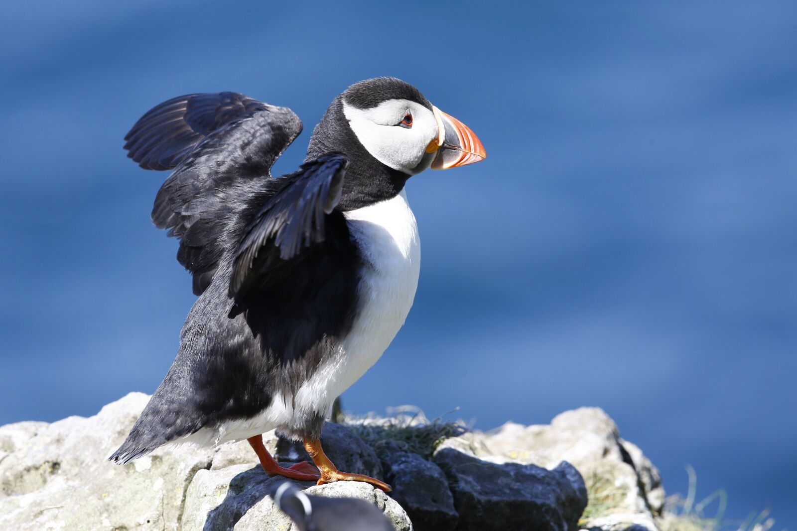 Canon EOS-1D X + Canon EF 600mm F4L IS II USM sample photo. Puffin, scotland, nature photography