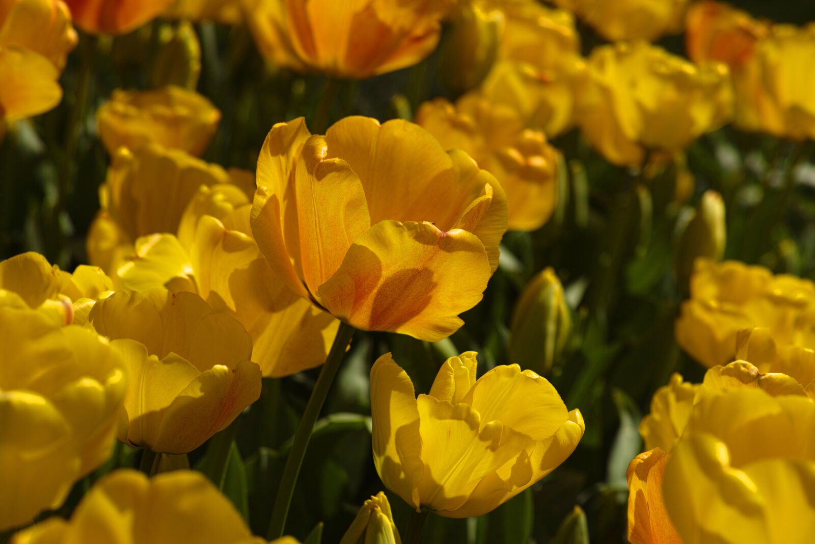 Sigma DP3 Merrill sample photo. Tulips, flower, tulip festival photography