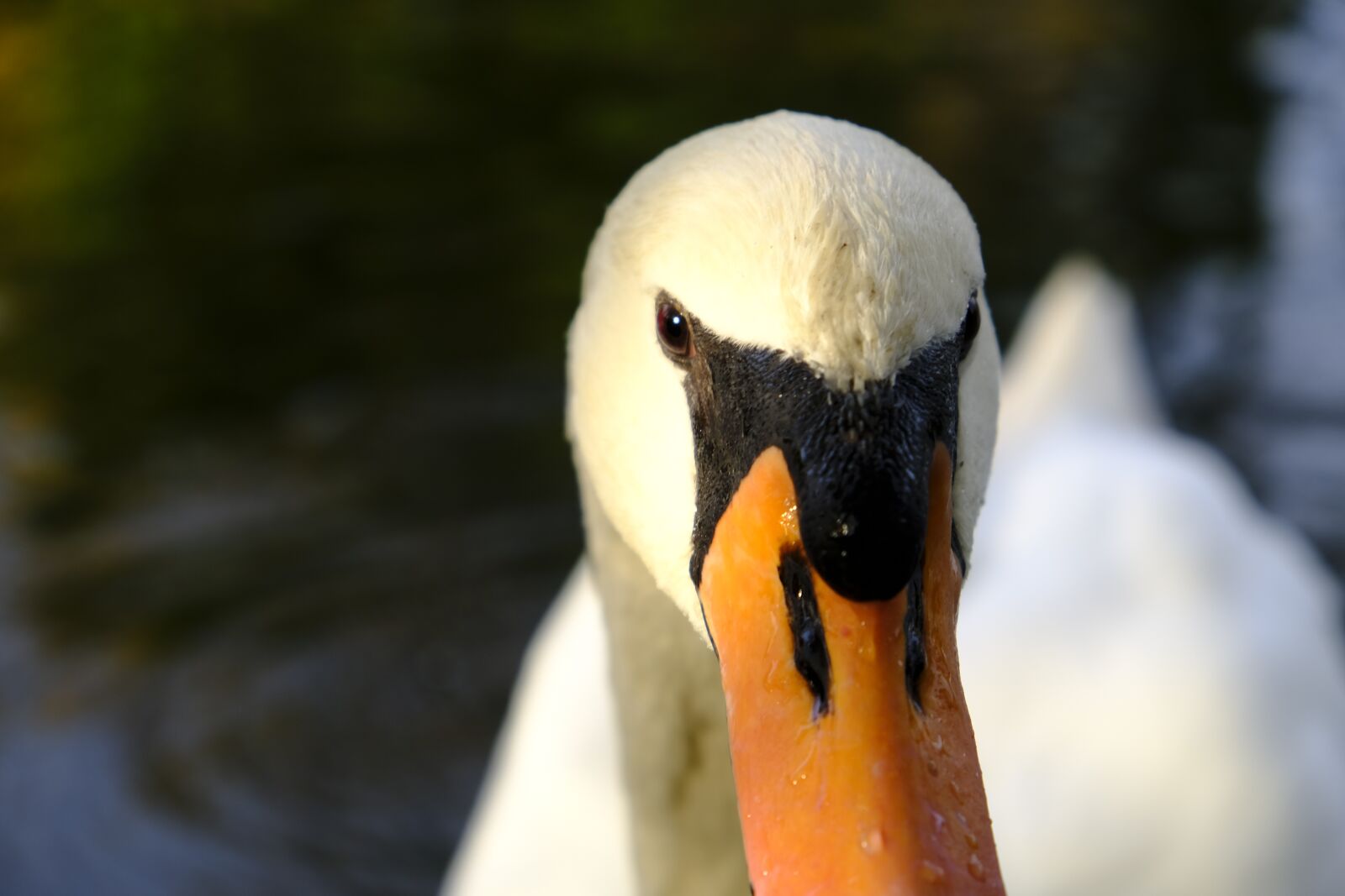 Fujifilm XF 18-55mm F2.8-4 R LM OIS sample photo. Swan, bird, water bird photography