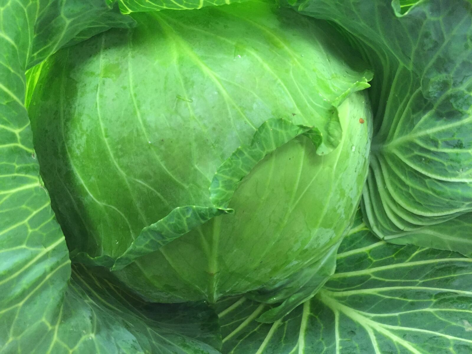 Apple iPhone 6 sample photo. Cabbage, salad, food photography