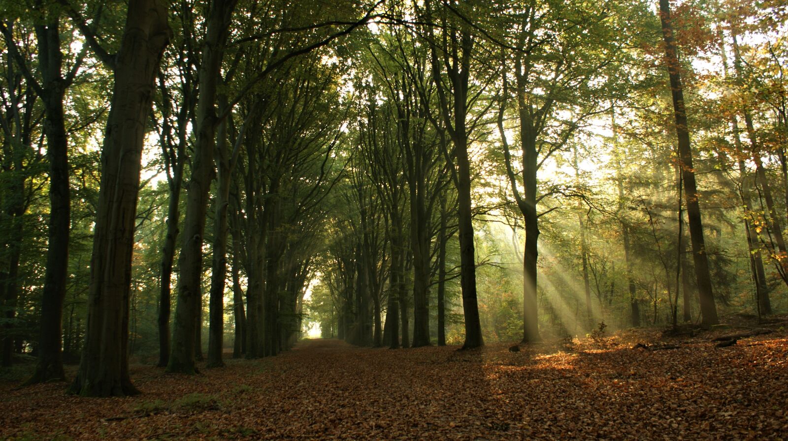 Sony Alpha DSLR-A350 sample photo. Forest, sunrise, sun rays photography