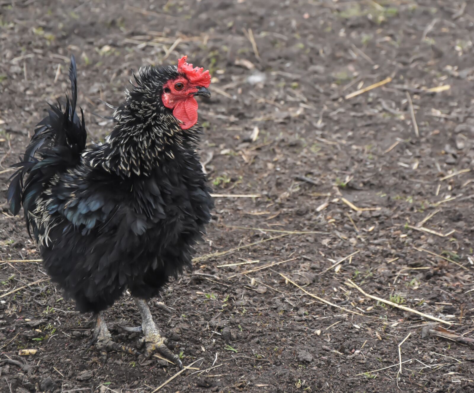 Nikon D7200 sample photo. Chicken, farm, bird photography