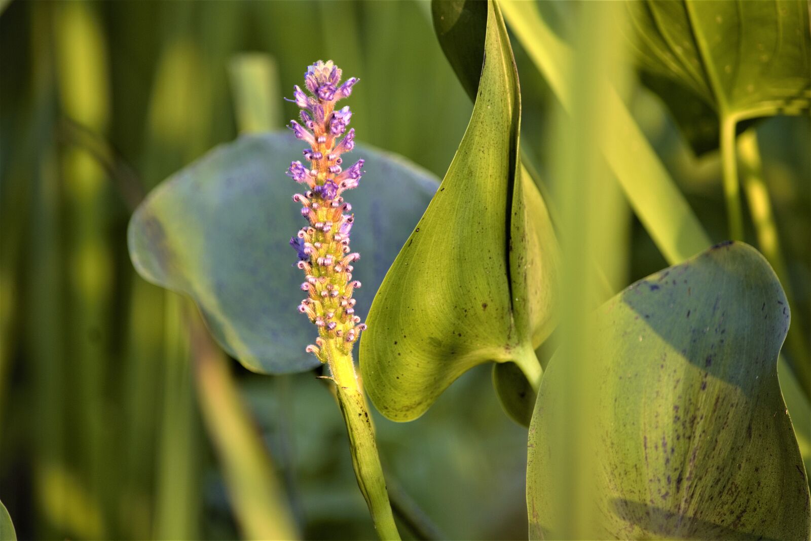 Nikon D7100 sample photo. Flower, water plant, bloom photography