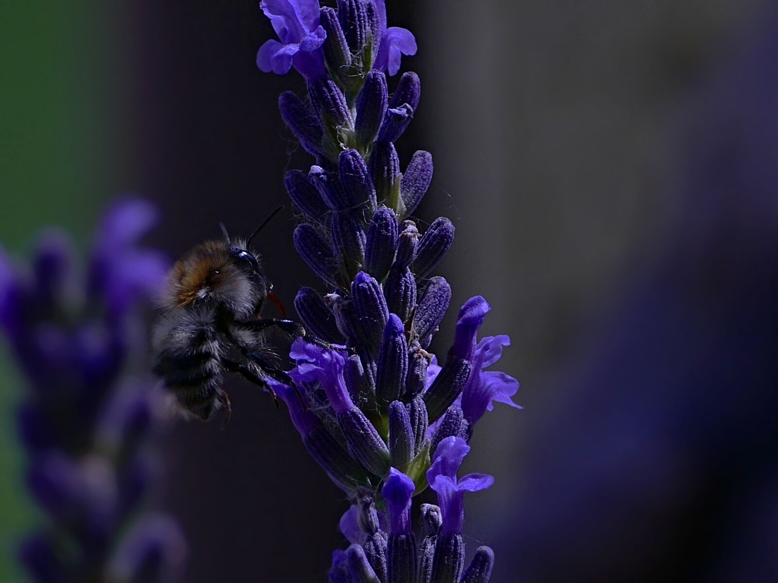 Panasonic Lumix DMC-FZ1000 sample photo. Bee, lavender, insects photography