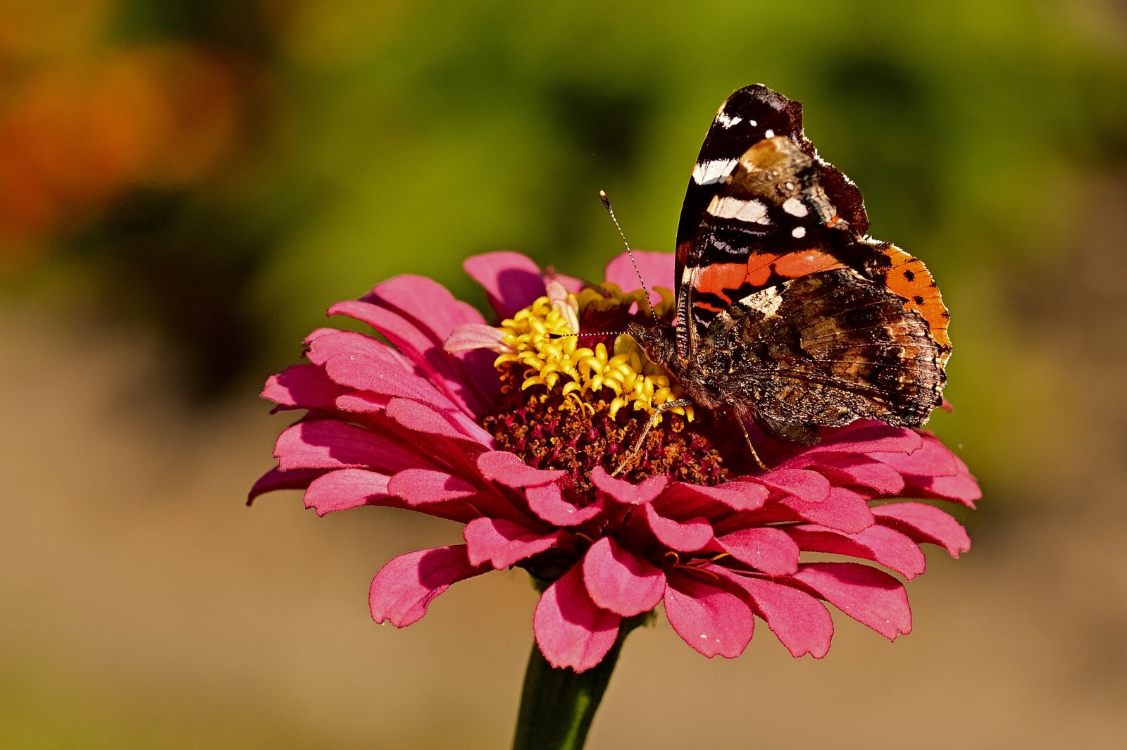 Nikon D5200 sample photo. Butterfly, insect, flower photography