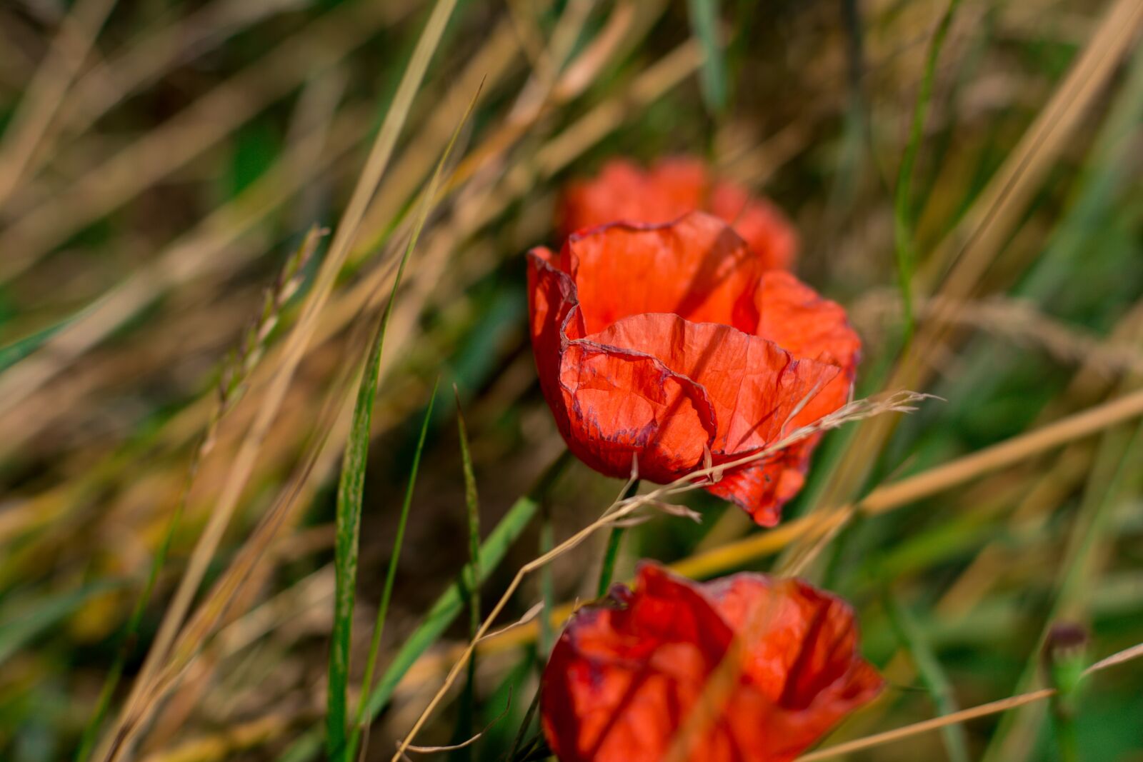 Nikon D5200 sample photo. Poppies, flowers, meadow photography