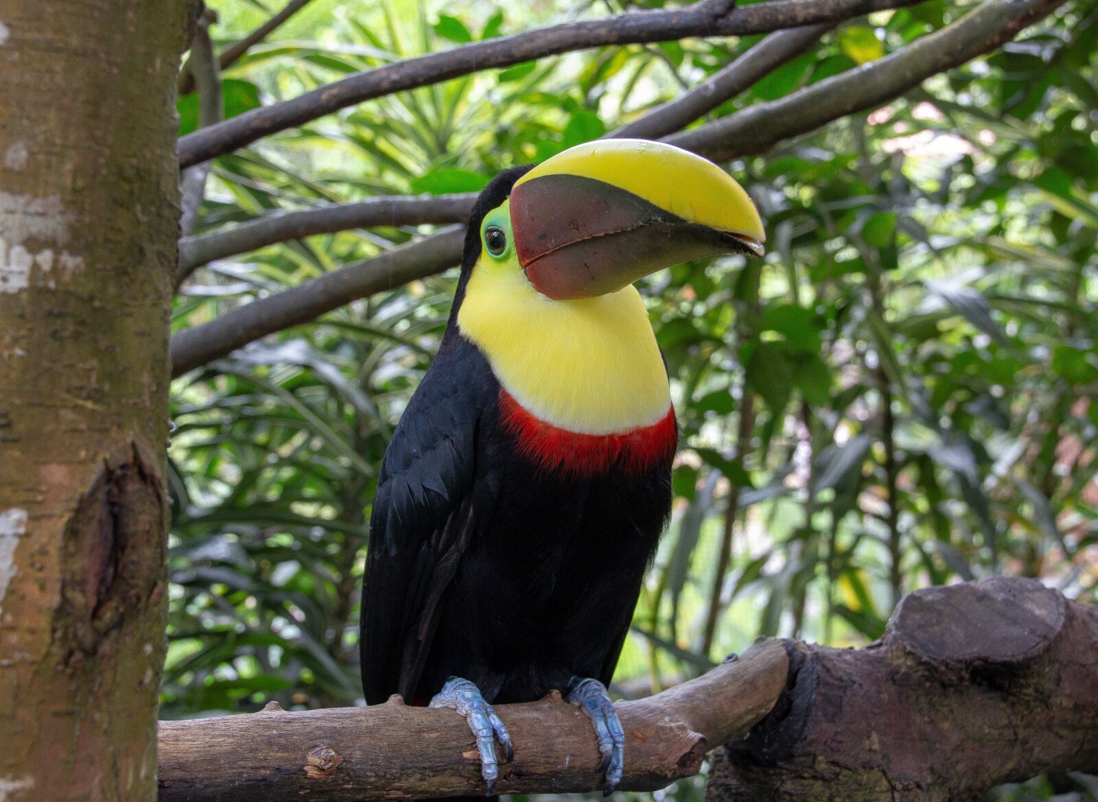 Canon EOS 700D (EOS Rebel T5i / EOS Kiss X7i) sample photo. Costa rica, wildlife, nature photography