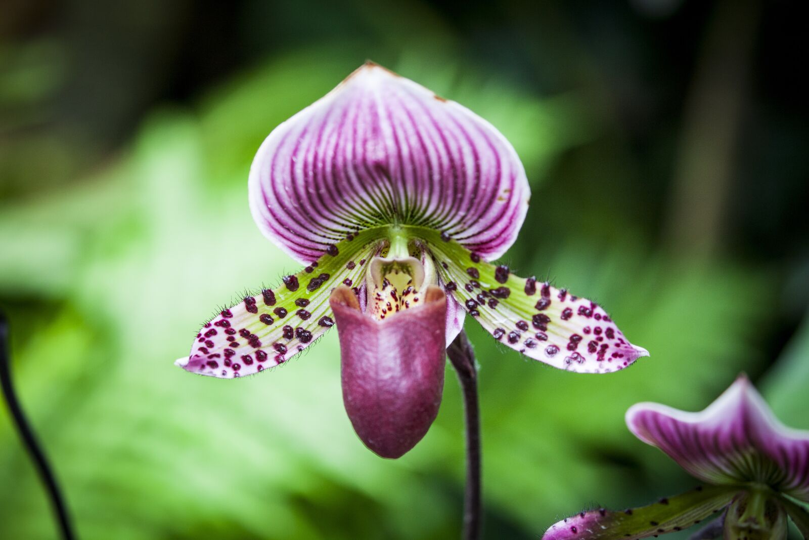 Canon EOS 5D Mark II sample photo. Flower, blossom, bloom photography
