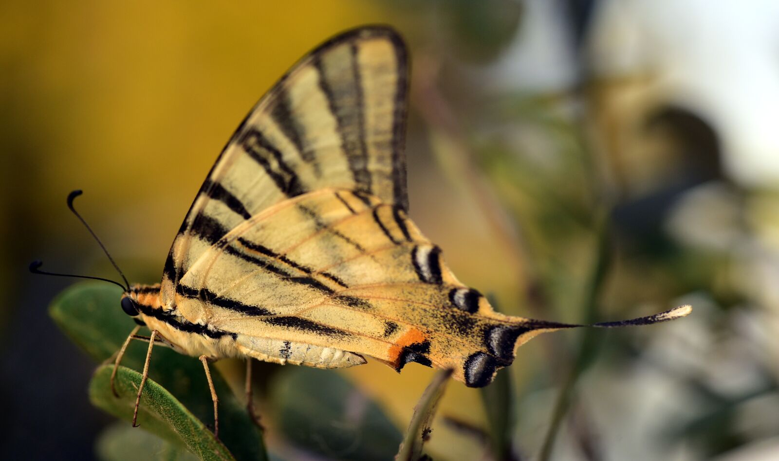 Nikon D750 sample photo. Dovetail, papilio machaon, butterfly photography