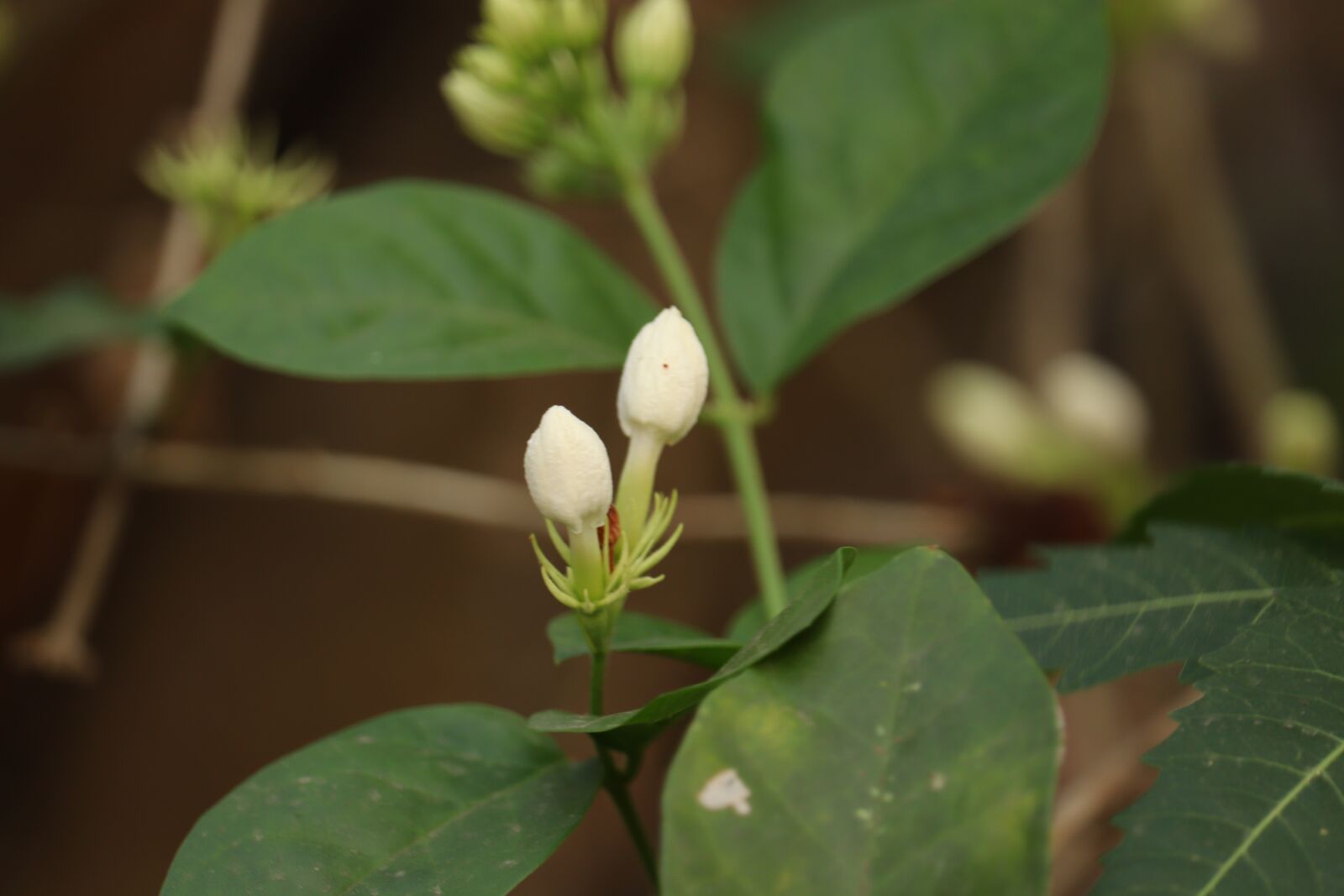Canon EOS 250D (EOS Rebel SL3 / EOS Kiss X10 / EOS 200D II) sample photo. Jasmine flower, kerala, white photography