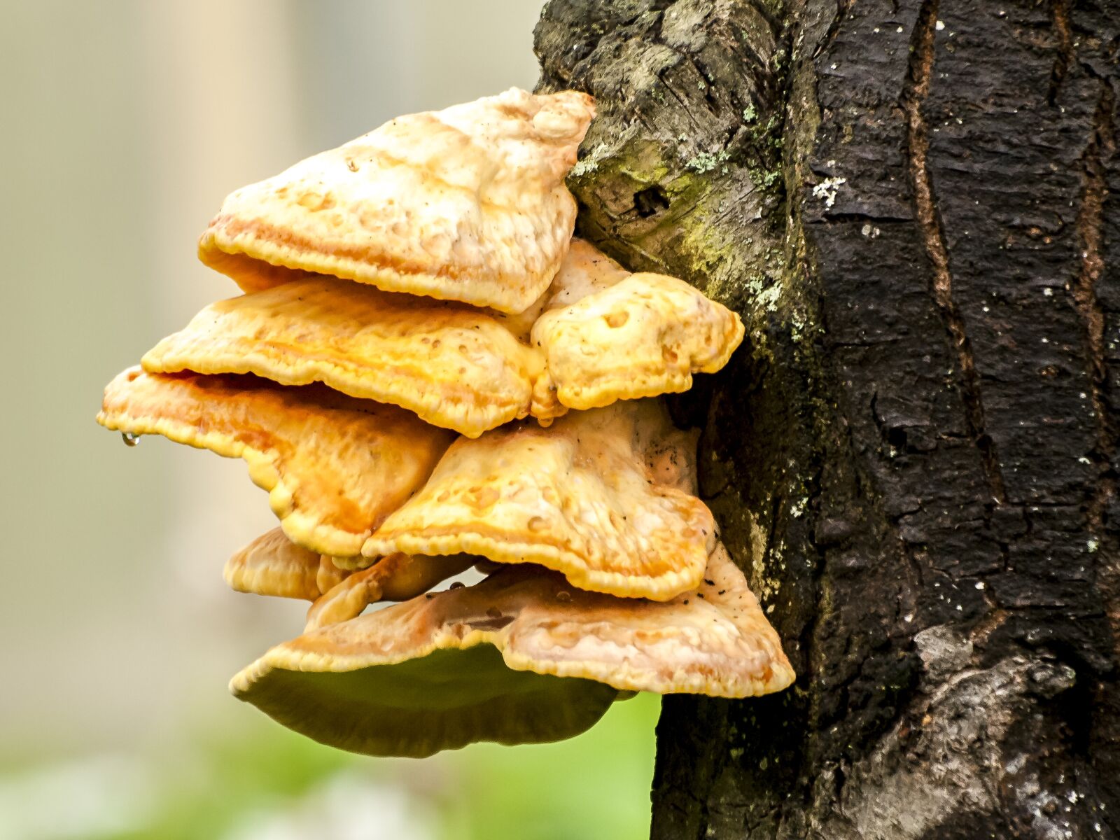 Olympus E-3 sample photo. Tree fungus, mushroom, log photography