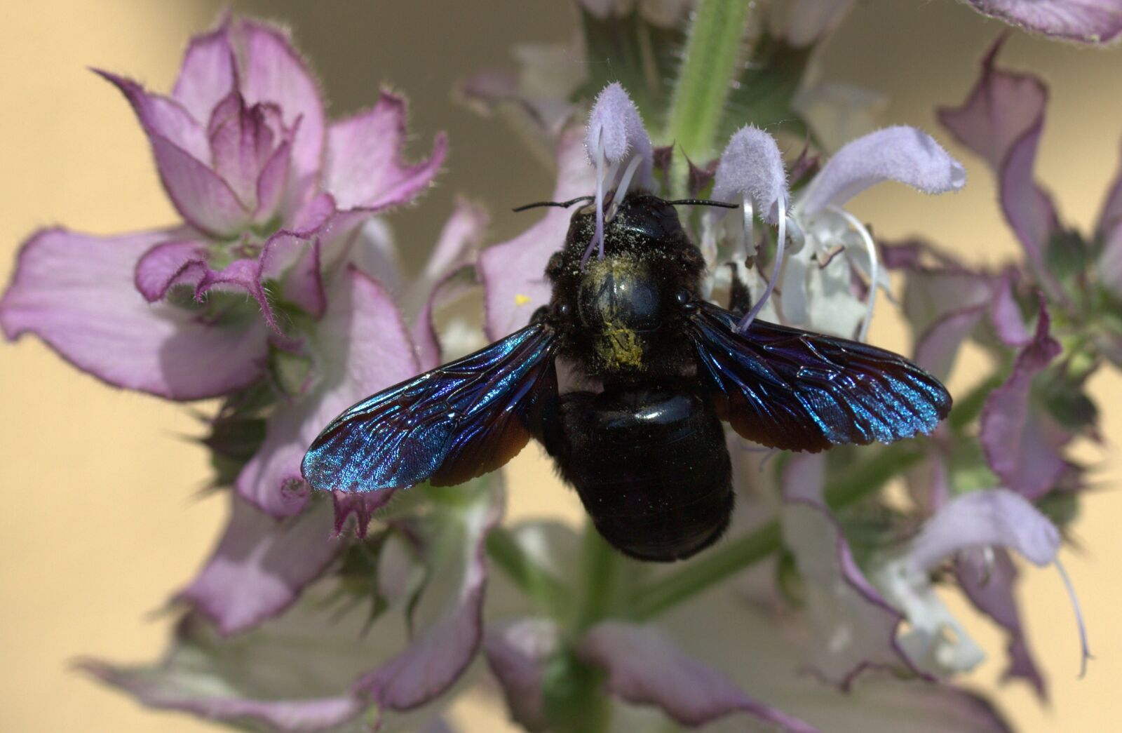Canon EF-S 60mm F2.8 Macro USM sample photo. Bee, flight, pollination photography