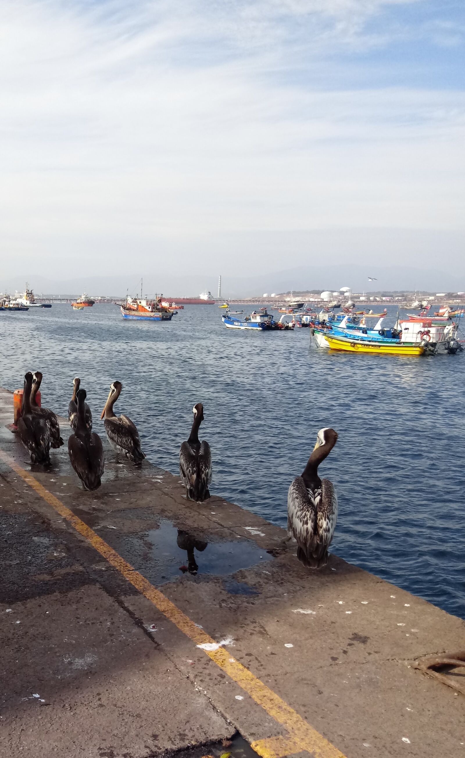 LG LM-X410.F sample photo. Pelicans, birds, chile photography