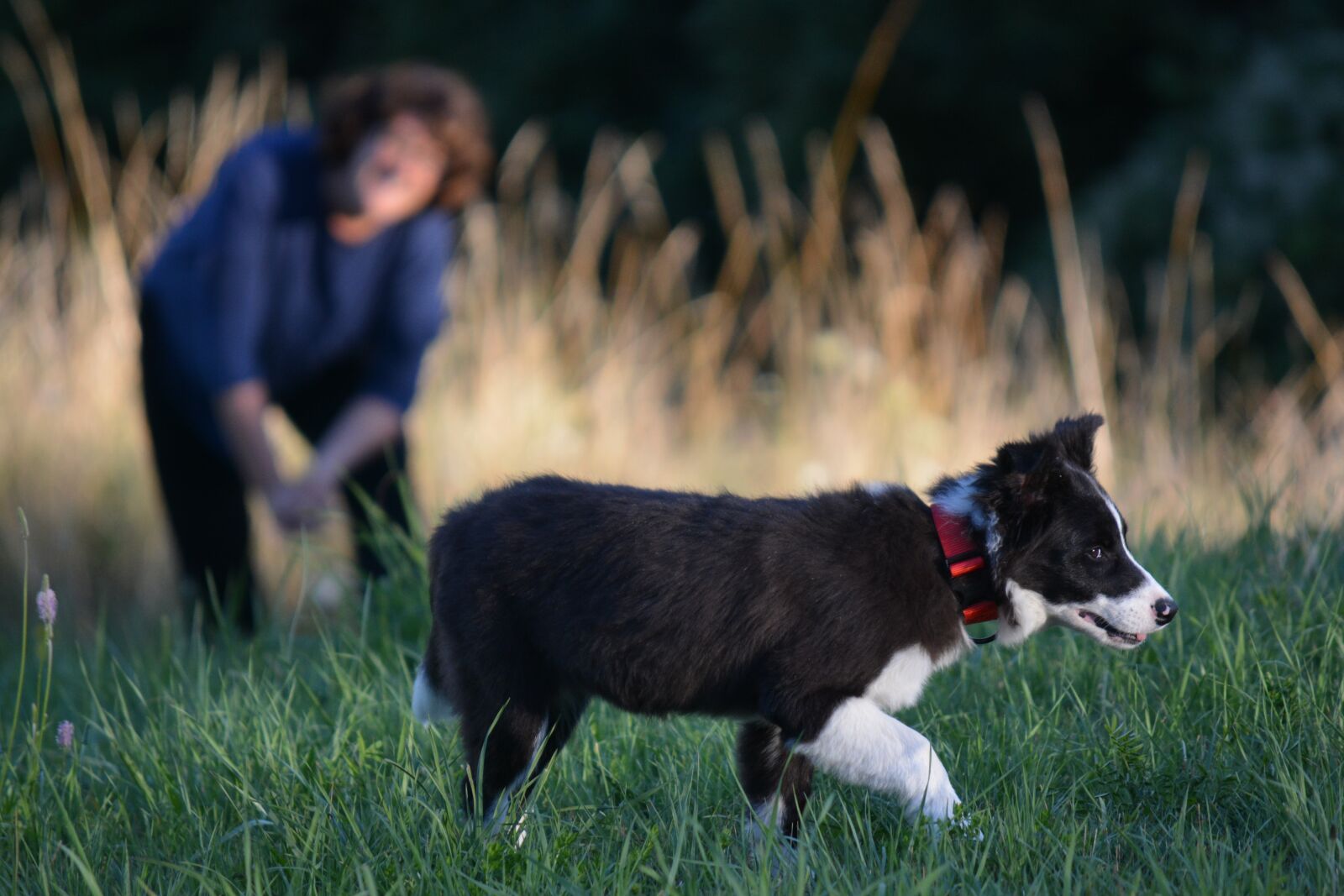 Nikon D5200 sample photo. Border collie, dog, puppy photography