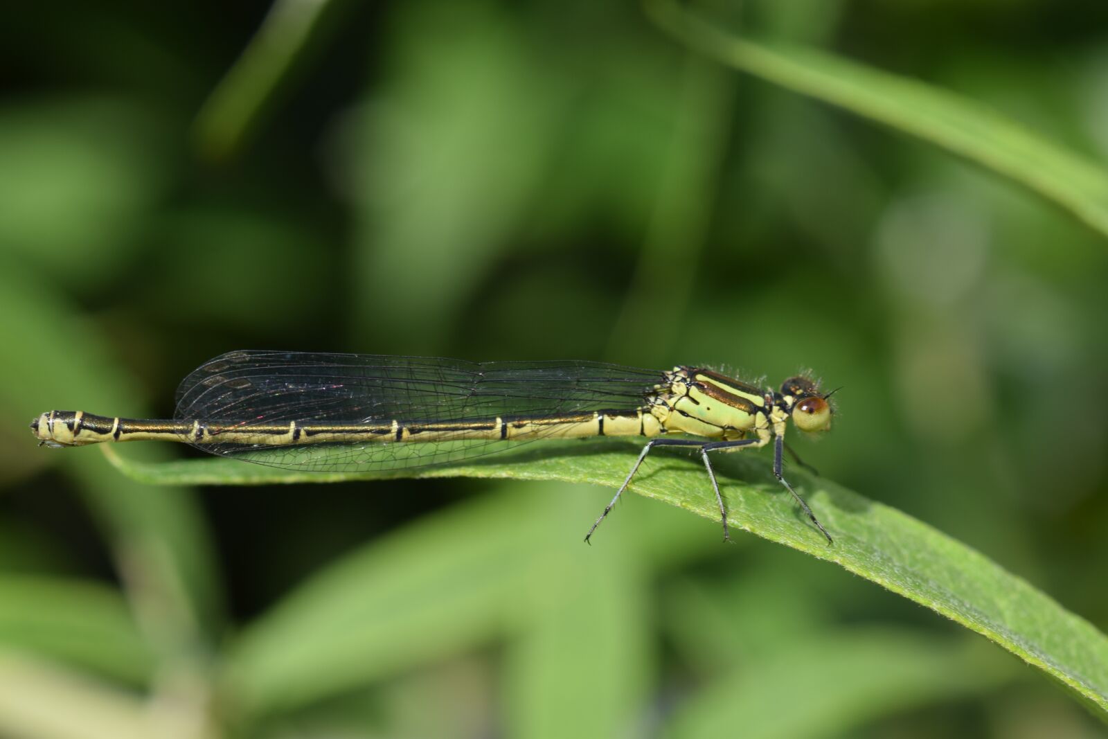 Nikon D5300 sample photo. Green juffer, damsel, bug photography