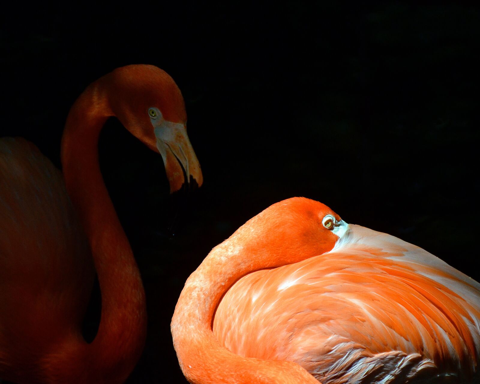 Nikon D7000 sample photo. Flamingo, orange, bird photography