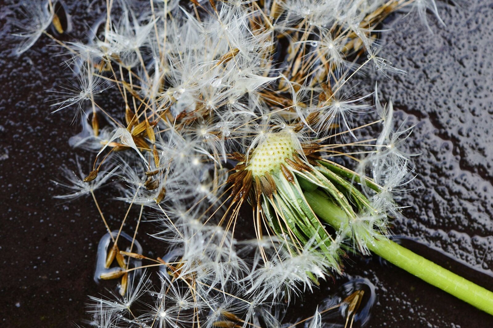 Nikon D3200 sample photo. Dandelion, plant, rain photography