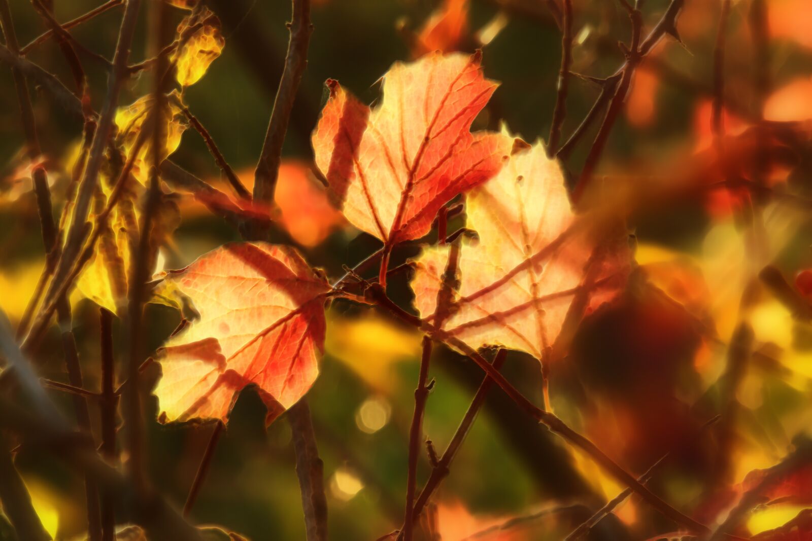 Canon EOS 1300D (EOS Rebel T6 / EOS Kiss X80) + Tamron 18-400mm F3.5-6.3 Di II VC HLD sample photo. Autumn, fall foliage, leaves photography