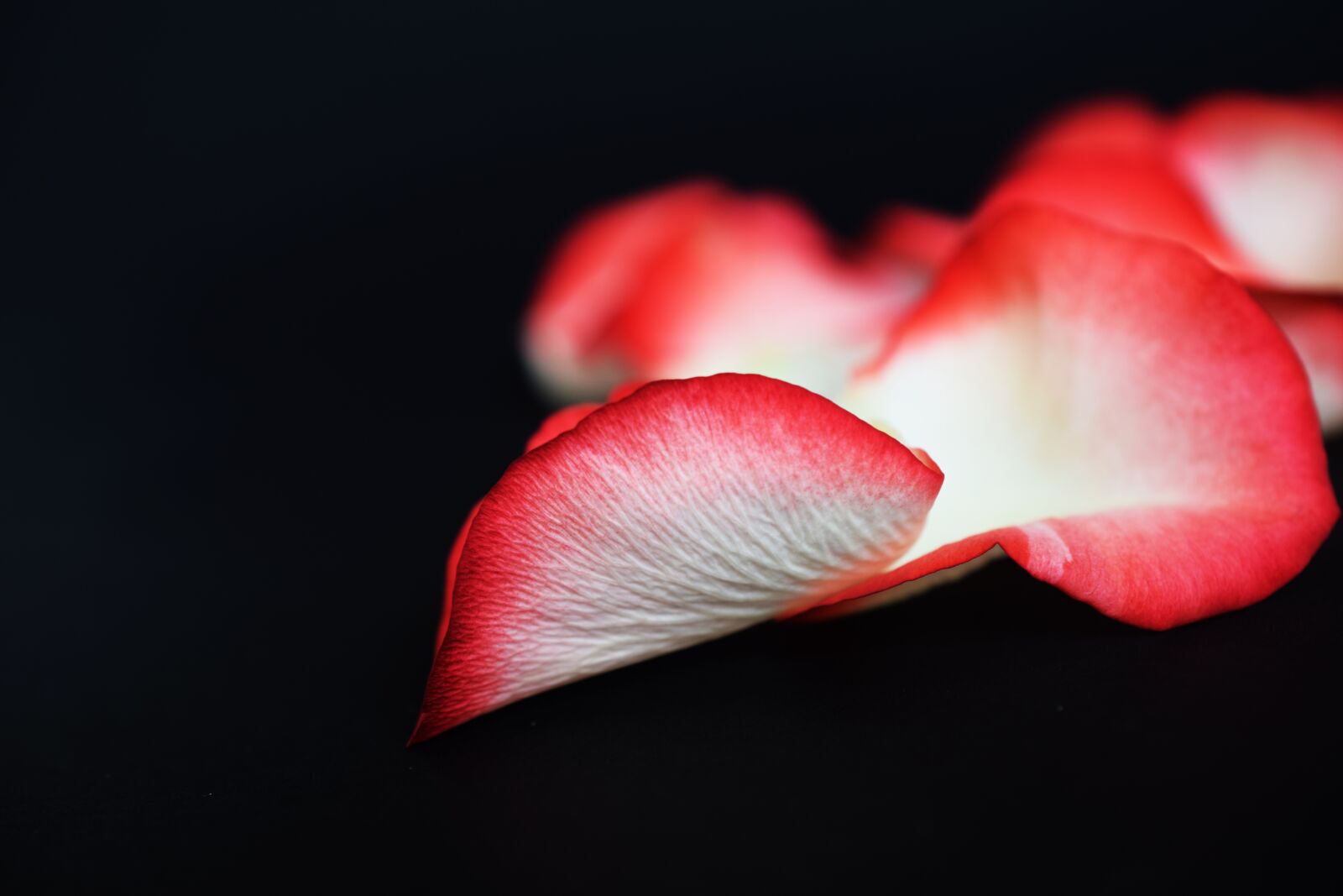 Nikon D5300 sample photo. Rose, petals, black photography