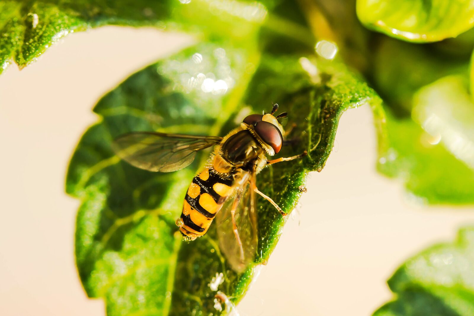 Canon EOS 650D (EOS Rebel T4i / EOS Kiss X6i) sample photo. Hover fly, insect, animal photography