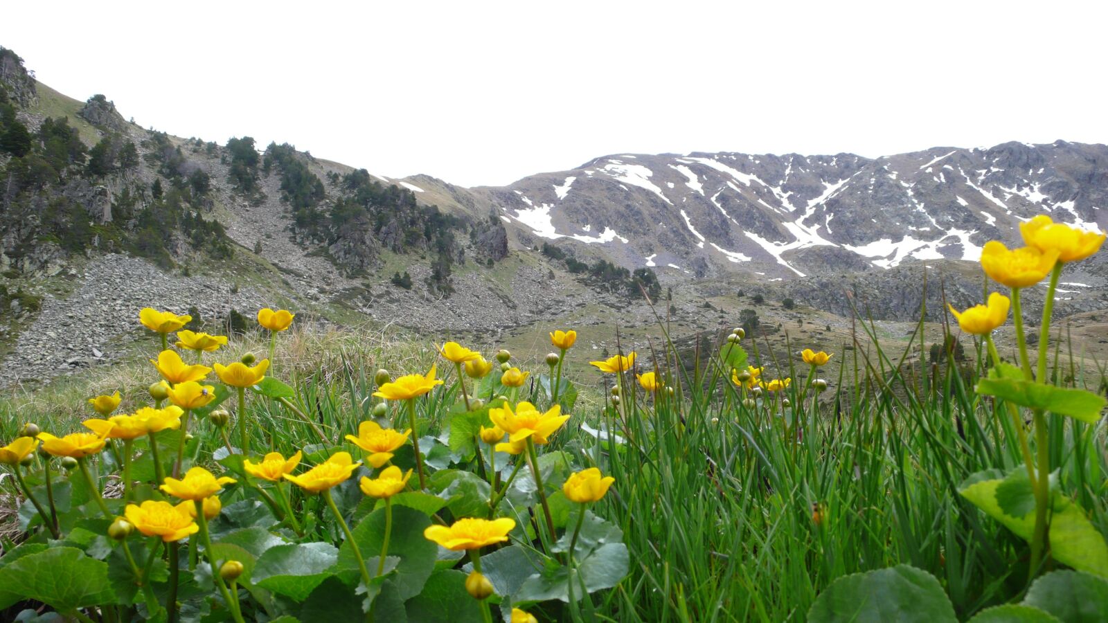 Panasonic DMC-LX2 sample photo. Andorra, flowers, mountains photography