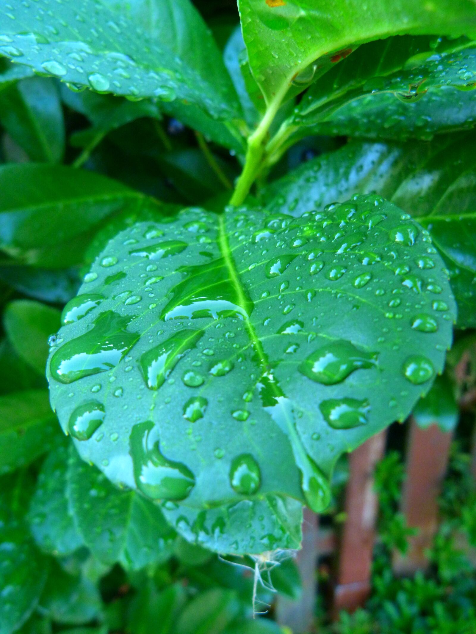 Panasonic Lumix DMC-FZ40 (Lumix DMC-FZ45) sample photo. Water, waterdrops, raindrop photography