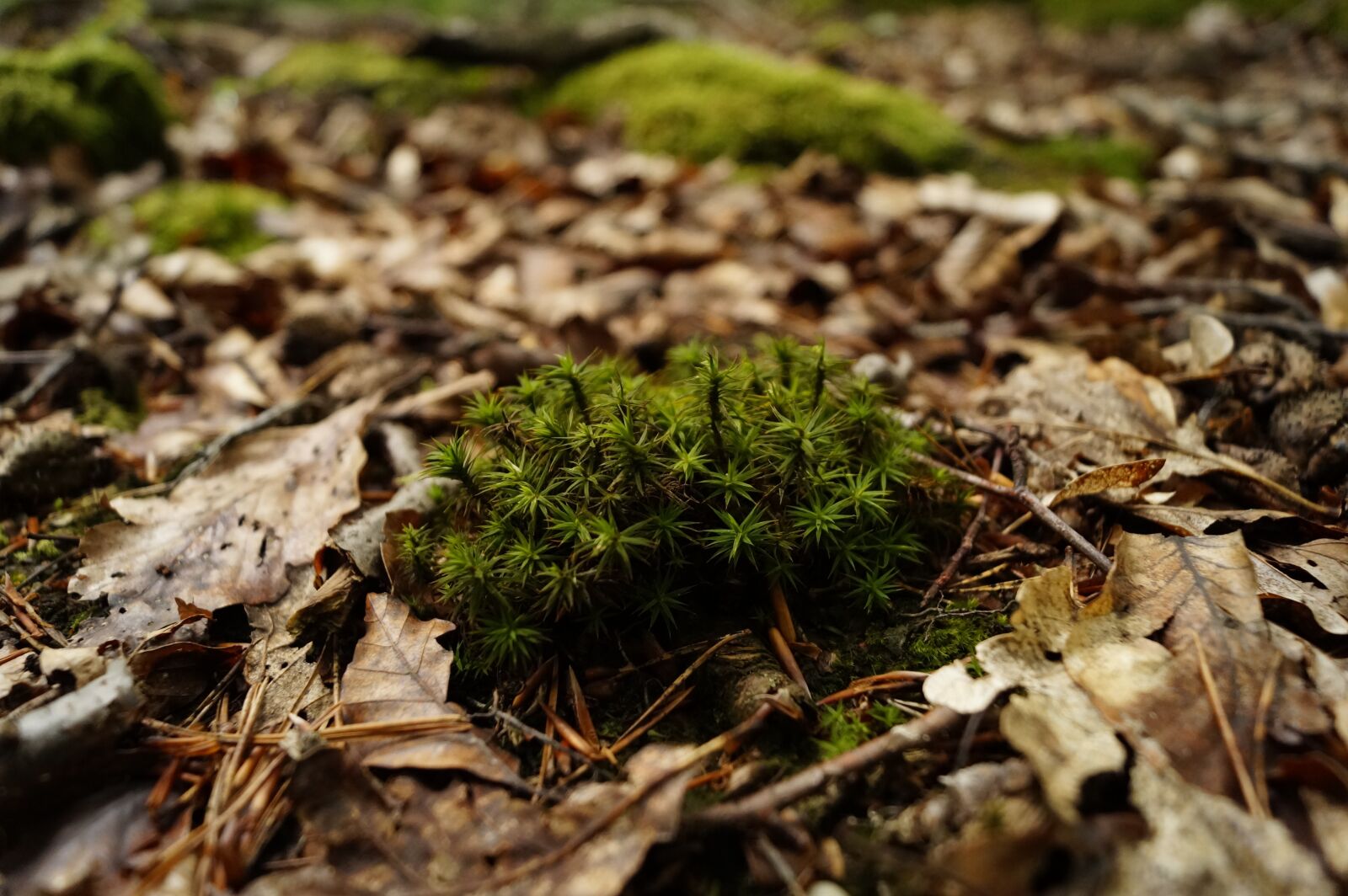 Sony DT 18-55mm F3.5-5.6 SAM II sample photo. Moss, forest, undergrowth photography