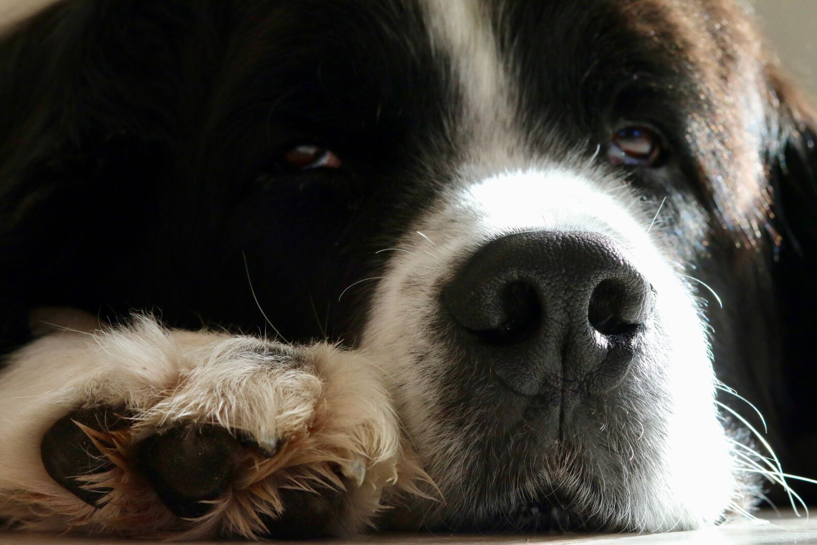 Canon EOS 70D + Canon EF 85mm F1.8 USM sample photo. Dog snout, paw, dog photography