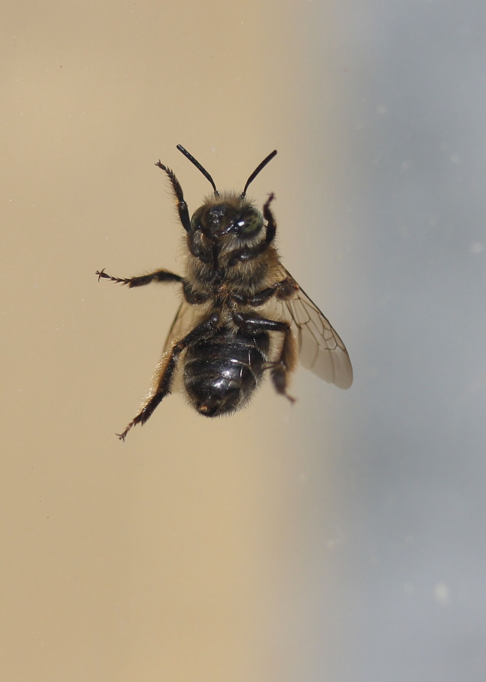 Canon EF-S 60mm F2.8 Macro USM sample photo. Bee, insecta, window photography