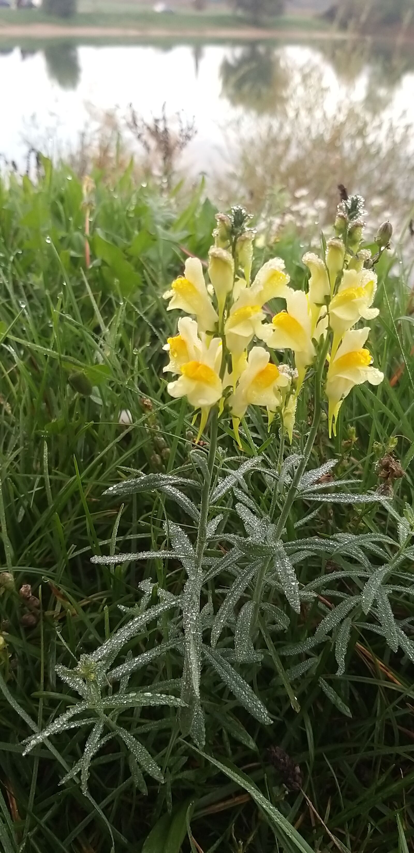 Samsung Galaxy A9 (2018) sample photo. Flower, spring, lake photography
