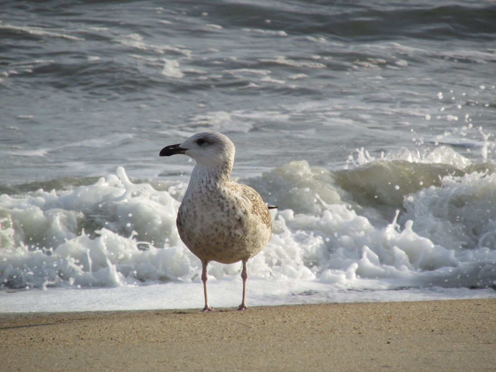 Canon PowerShot SX160 IS sample photo. Ocean, beach, seagull photography