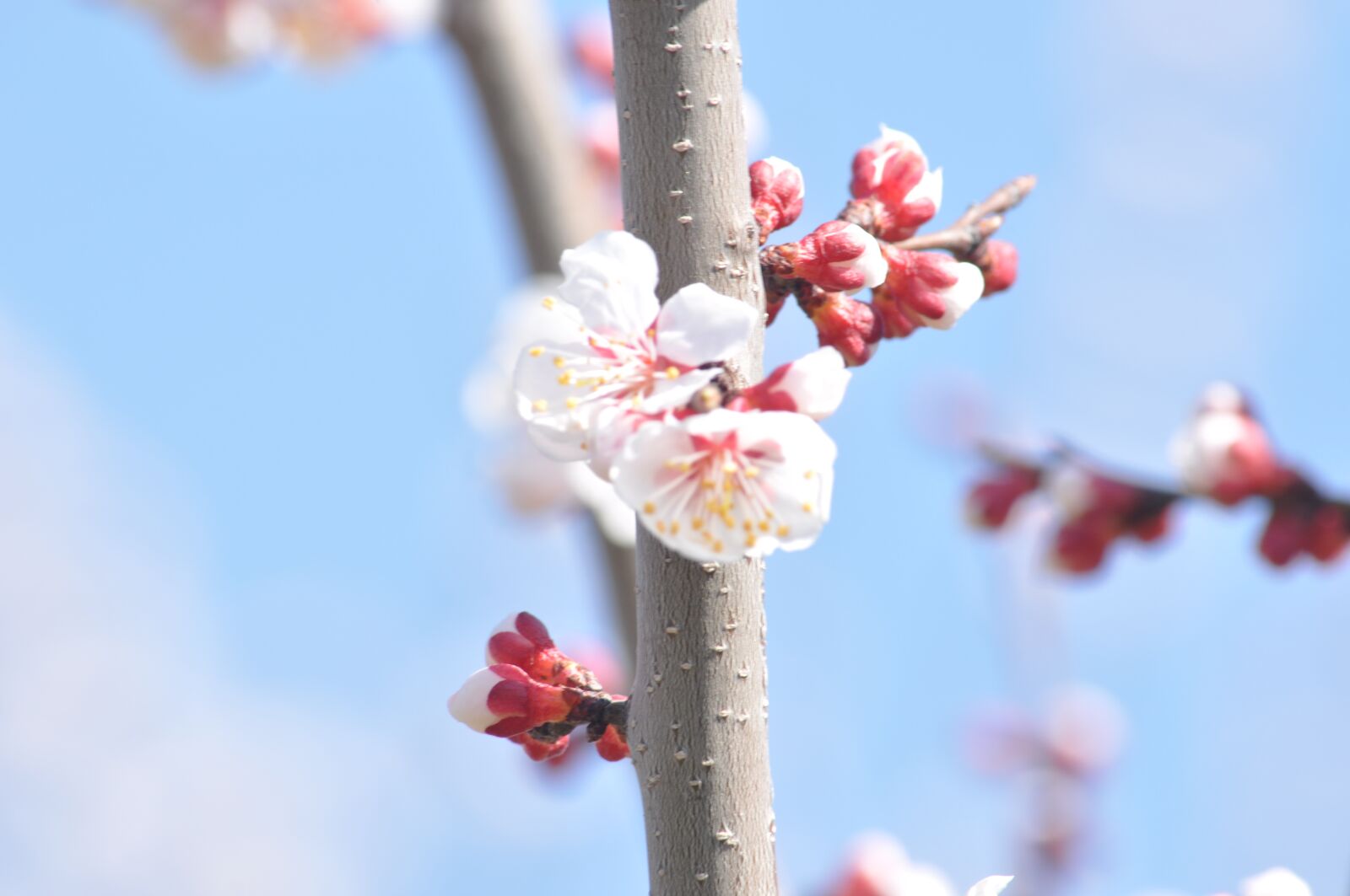 Nikon D5000 sample photo. Spring, bloom, tree photography