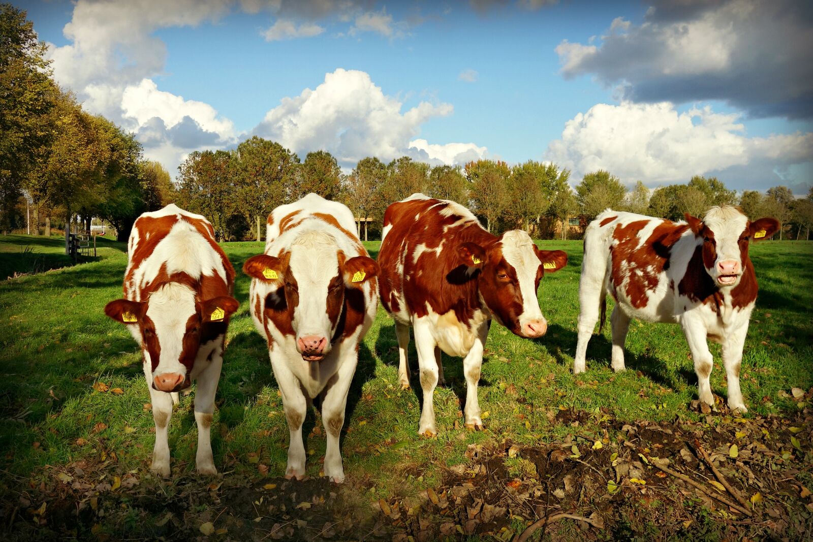 Sony Cyber-shot DSC-RX100 sample photo. Cow, cattle, animal photography