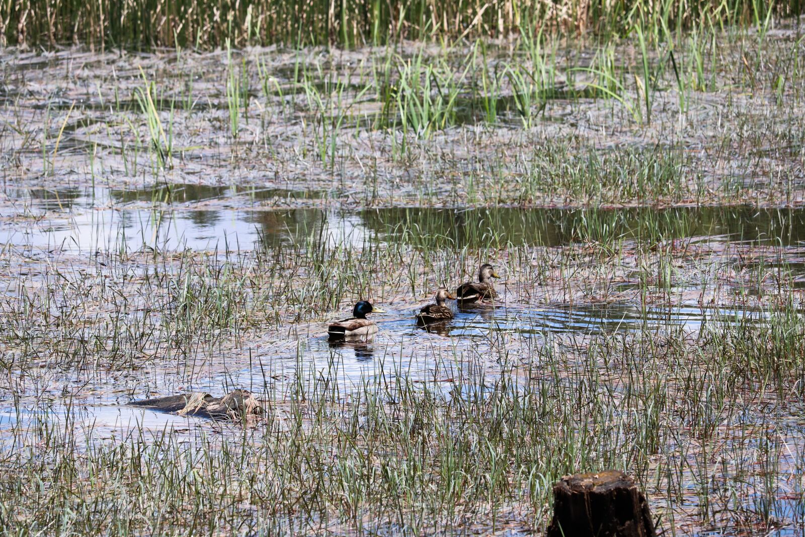 Canon EF-S 55-250mm F4-5.6 IS STM sample photo. Ducks, pond, water photography