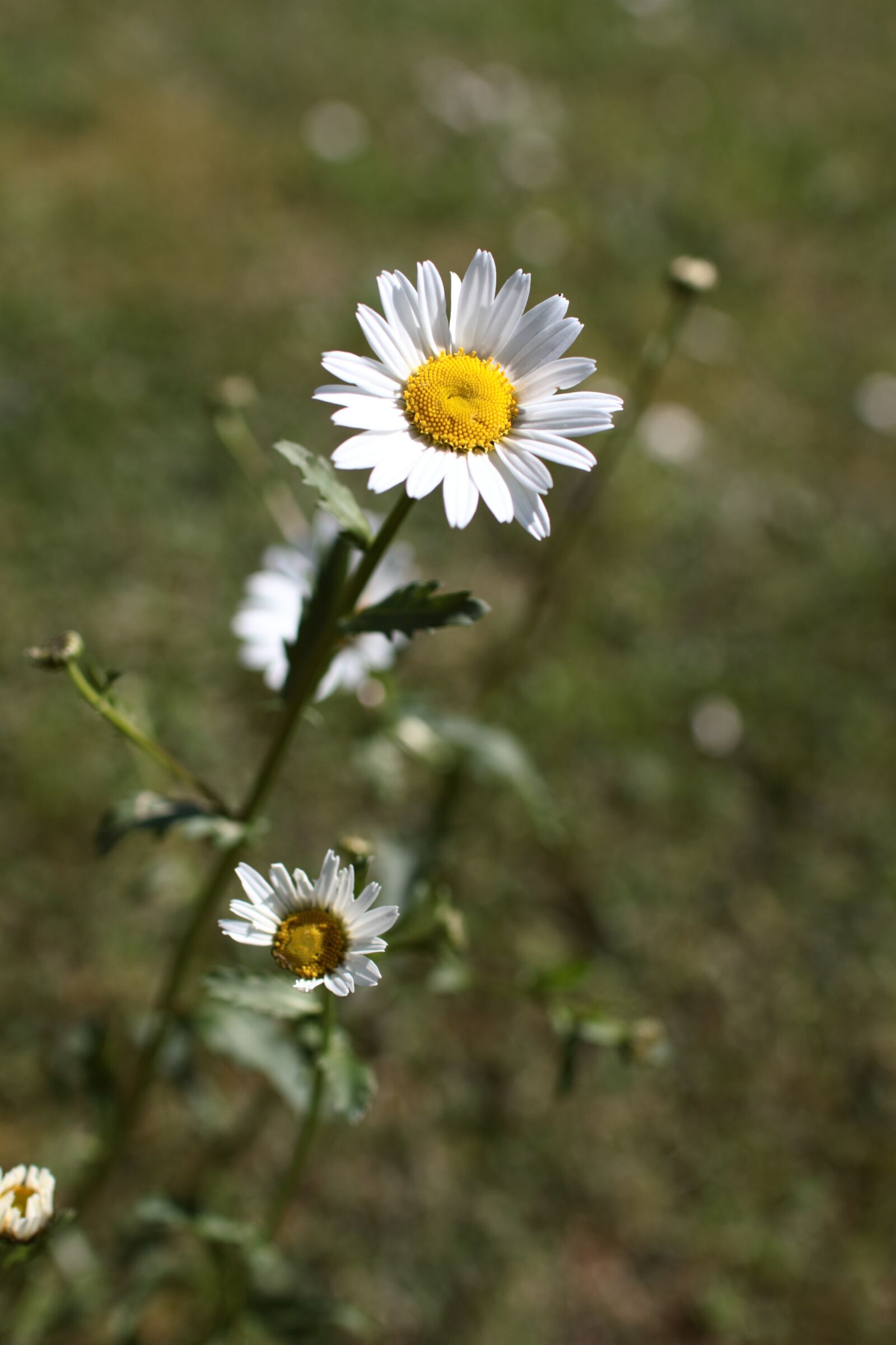 Canon EOS 80D sample photo. Garden, flowers, flower photography