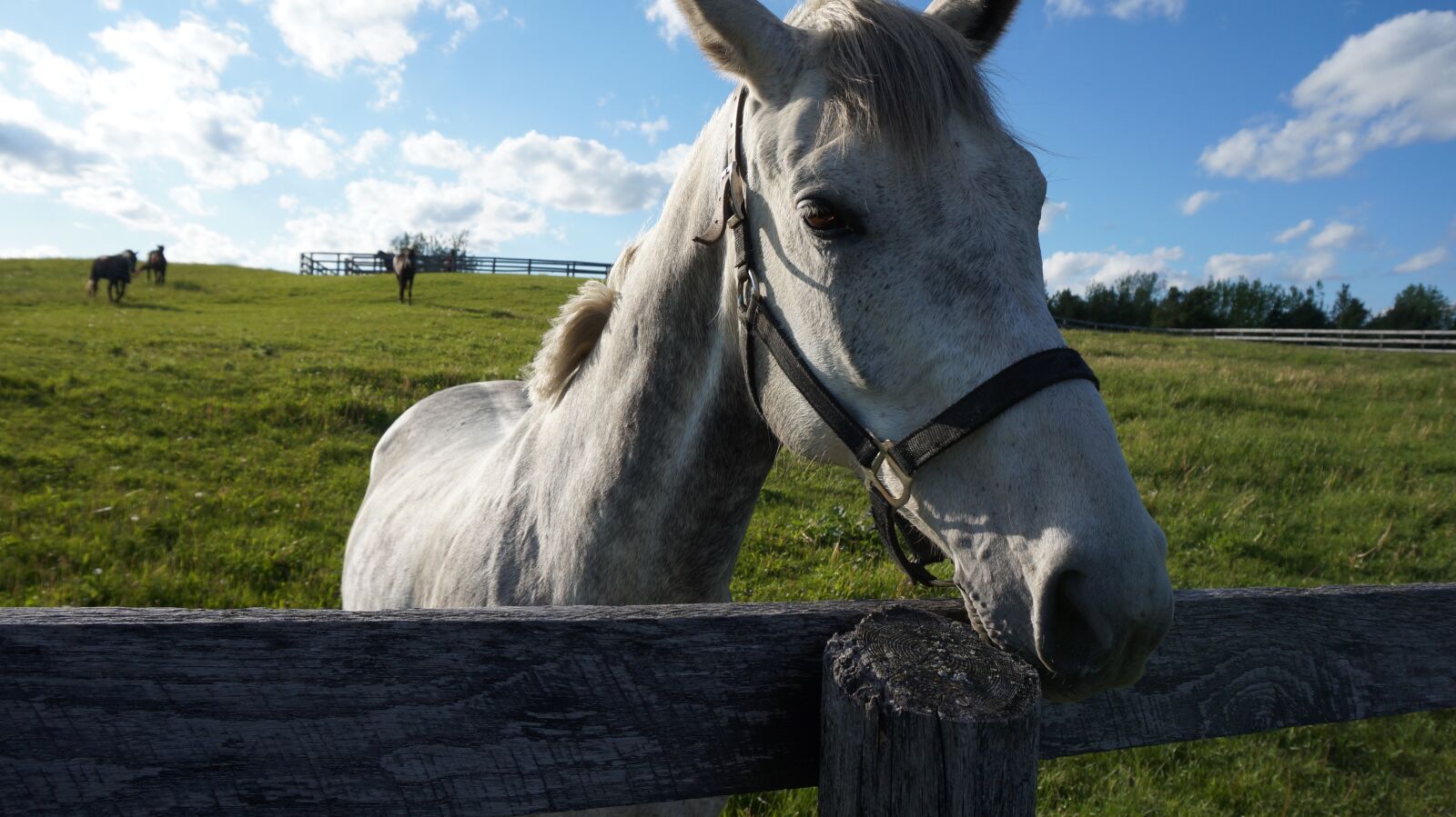 Sony Alpha NEX-3N sample photo. Horse, field, rural photography
